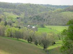 tennessee walking horse trail and pleasure horses for sale