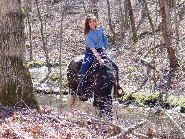 natural gentle trail horses pleasure horses pictures videos for sale