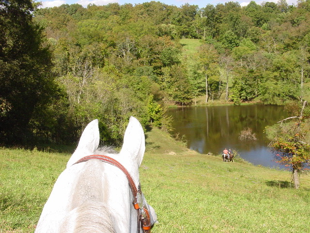 tennessee walking horse for trail and pleasure riding tennessee walkers for sale spotted saddle trail horse