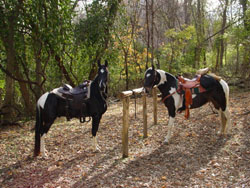 smooth gentle colorful Tennessee Walking Horses and Spotted Saddle Trail Horses