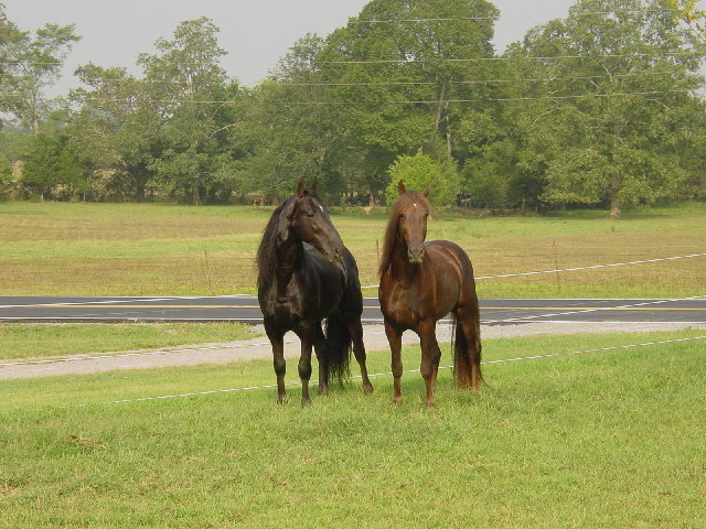 natural gentle trail pleasure horse horses for sale video picture